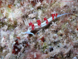 Flabellina dana