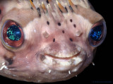Balloonfish