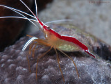 Scarlet Striped Cleaner Shrimp