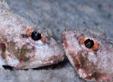 Mushroom Scorpionfish Pair