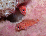 Scorpionfish