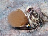 Banded Jawfish with Eggs