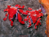 Cryptic Teardrop Crabs
