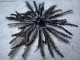 Black & White Crinoid