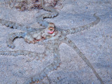 Longarm Octopus