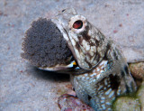 Banded Jawfish with Eggs