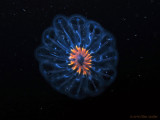 Planktonic Tunicate