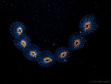 Planktonic Tunicates