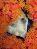 Filefish in Cup Coral