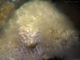  Maze Coral Spawning