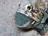 Banded Jawfish Eggs Hatching!