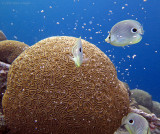 Butteflyfish & Spawning Brain Coral