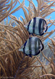 Butterflyfish