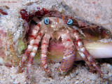 Bareye Hermit