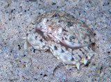 Box Crab