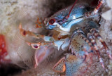 Blue Porcelain Crab