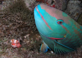 Parrotfish & Coral Scorpionfish