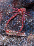 Squat Lobster & Fireworm
