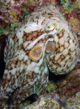Caribbean Two Spot Octopus