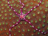 Juvenile Antilles Brittle Star