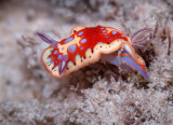 Harlequin Sea Goddess