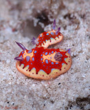 Harlequin Sea Goddesses