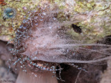 Spawning Corkscrew Anemone