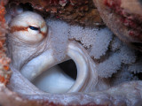 Octopus w/ Eggs