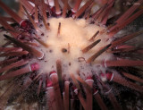 Reef Urchin Spawning