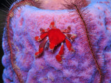 Cryptic Teardrop Crab