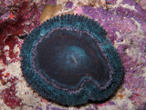 Disk Coral