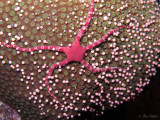 Brittle Star and Star Coral Eggs