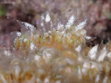 Flower Coral Eggs