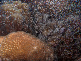 Starlet Coral Spawning