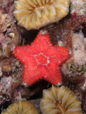 Mini Sea Star
