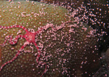 Ruby Brittle Star & Star Coral Eggs