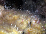Flower Coral Spawning