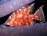 Sleeping Hogfish