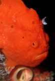 Orange Frogfish