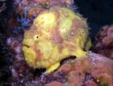 Yellow Frogfish