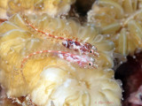 Glass Blennies