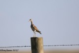 Upland sandpiper