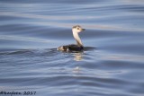 Clarks grebe<br>immature