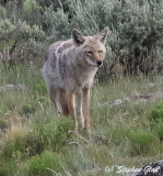 Coyote