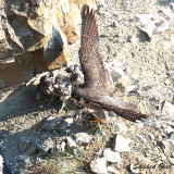Peregrine Falcon feeding hatchlings