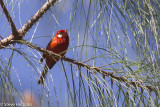 Red Warbler-2482.jpg