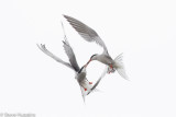 Common Tern-6110.jpg