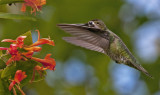 Annas Hummingbird & Orange Honeysuckle