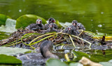 Pied-billed Grebe Ducklings