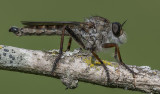 Eutolmus Rufibarbis (Robber Fly)